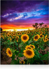 Sunflower Field at Sunset Diamond Art Kit